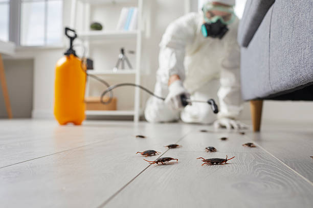 Post-Treatment Bed Bug Interceptor Monitoring in Oxoboxo River